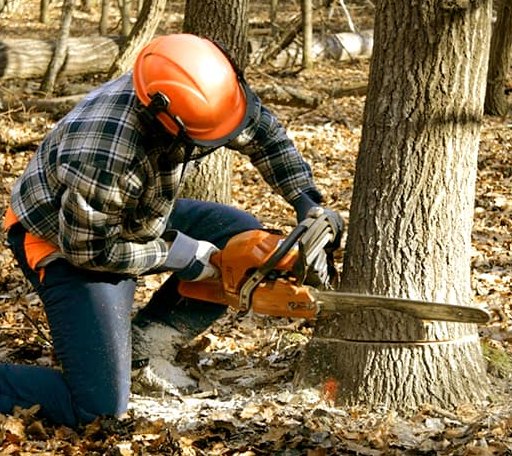 Tree Removal in Kingston, NJ